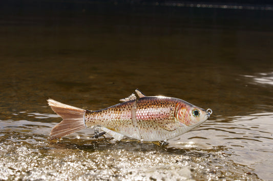 6" The Trick Light Trout Cali Glide Swimbait
