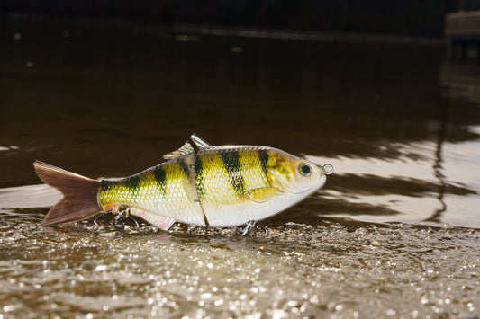 6" The Trick Perch Cali Glide Swimbait