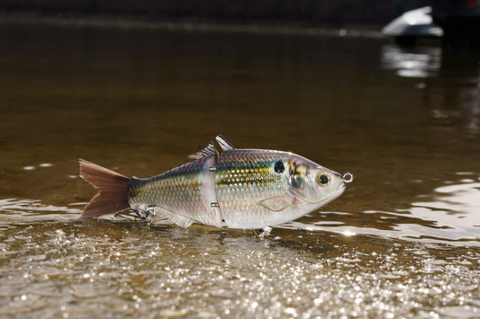 6" The Trick Thread Fin Shad Cali Glide Swimbait