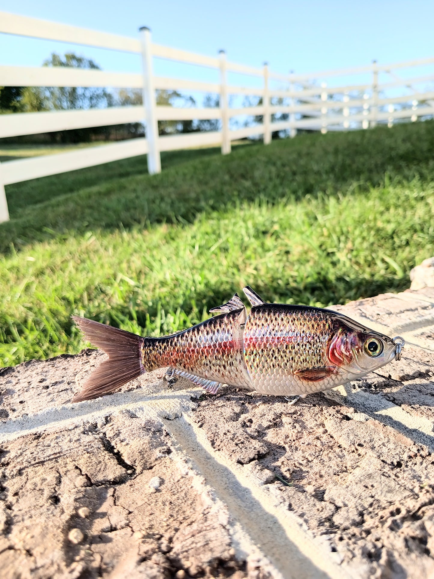 6" The Trick Holographic Trout Cali Glide Swimbait