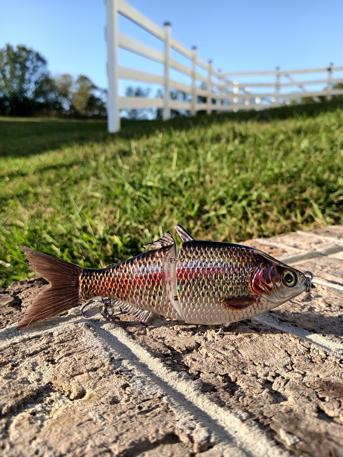 6" The Trick Holographic Trout Cali Glide Swimbait