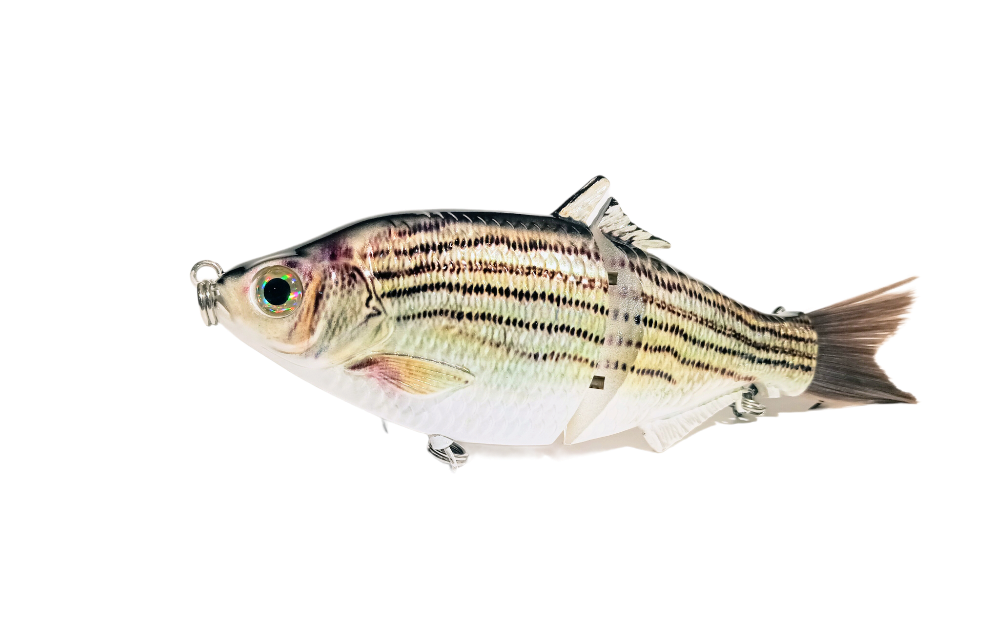 6 The Trick White Bass Cali Glide Swimbait – caliglideswimbaits