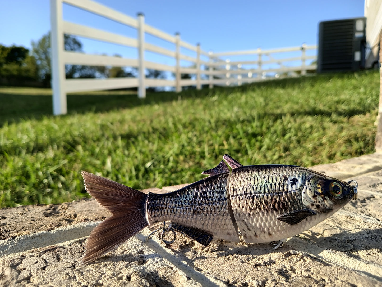 6" The Trick Gizzard Shad Cali Glide Swimbait