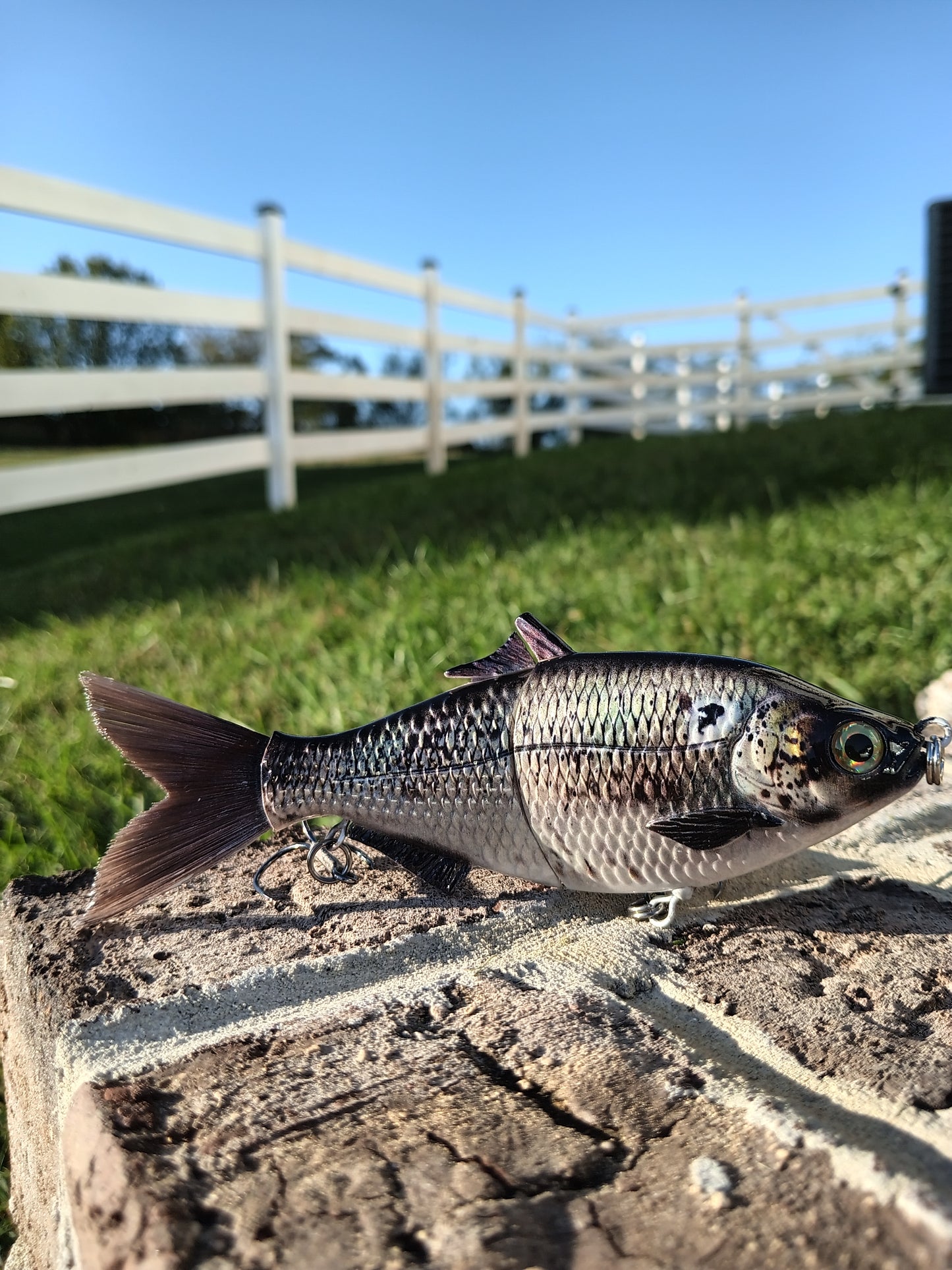 6" The Trick Gizzard Shad Cali Glide Swimbait