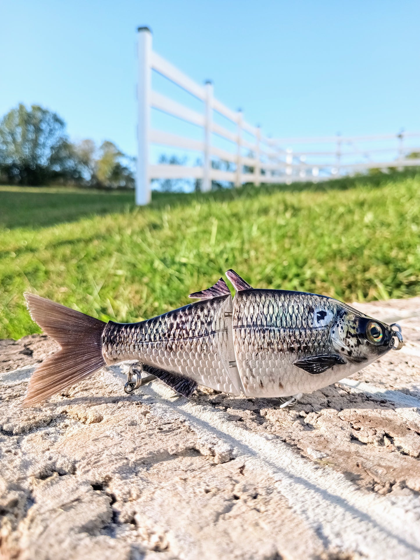 6" The Trick Gizzard Shad Cali Glide Swimbait