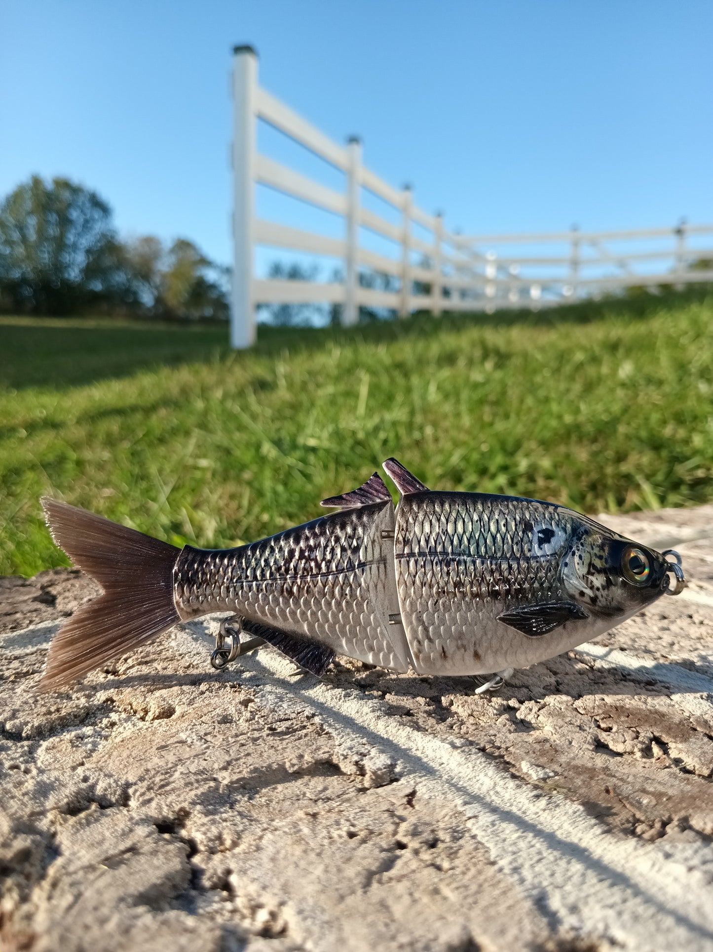 6" The Trick Gizzard Shad Cali Glide Swimbait