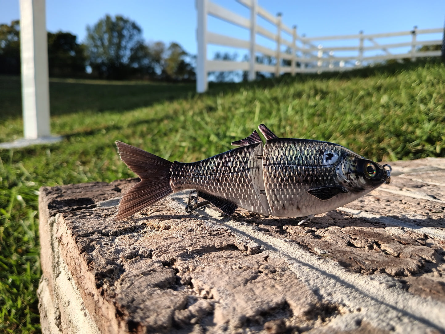 6" The Trick Gizzard Shad Cali Glide Swimbait